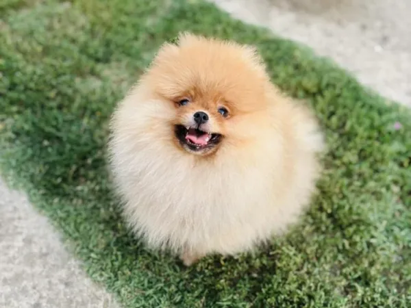 Ostalo na prodaju, Sremska Mitrovica