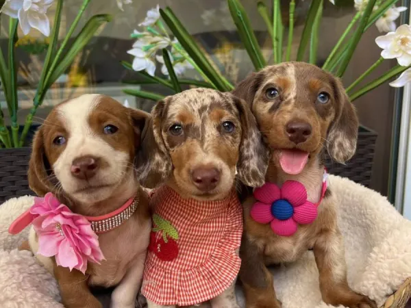 Jazavičar na prodaju, Novi Sad