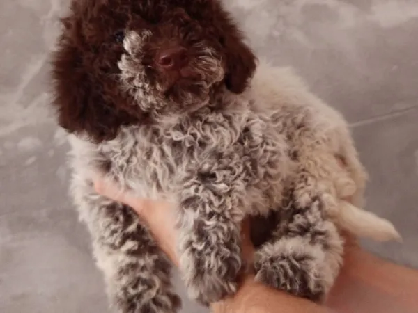 Lagoto romanjolo na prodaju, Prokuplje