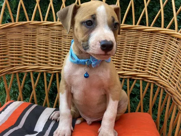 Ostalo na prodaju, Novi Sad