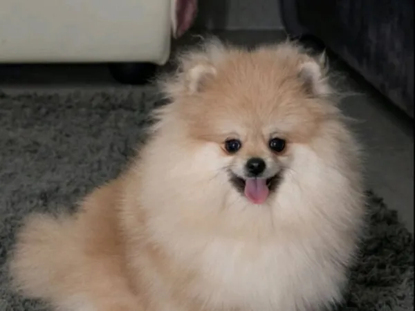 Ostalo na prodaju, Loznica