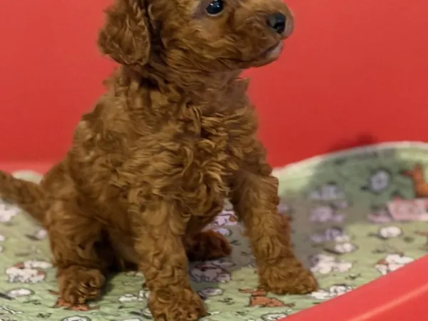 Pudla (patuljasta) na prodaju, Inđija