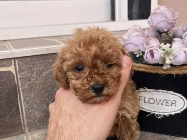 Pudla (patuljasta) na prodaju, Odžaci