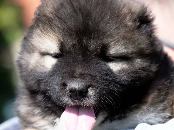 Kavkavski ovčar na prodaju, Inostranstvo