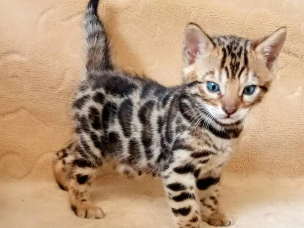 Ostalo na prodaju, Beograd