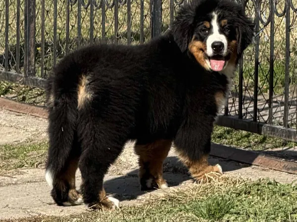 Bernski pastirski pas na prodaju, Titel