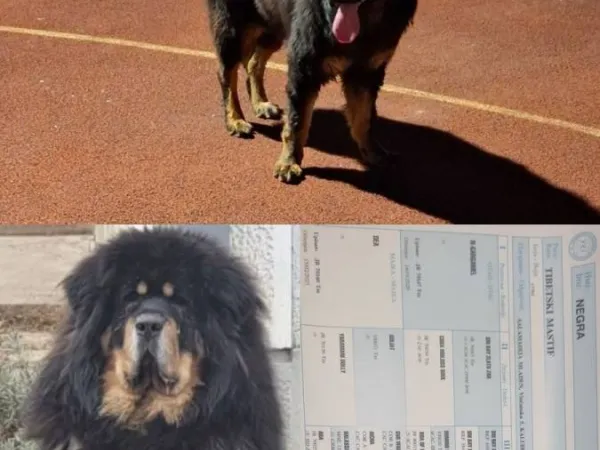 Tibetski mastif na prodaju, Inostranstvo