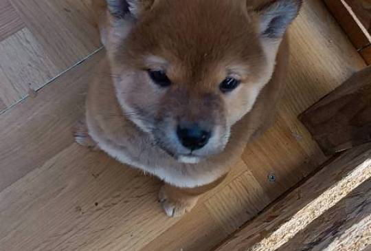 Šiba Inu štenci image 2