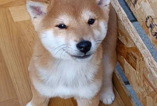 Šiba Inu štenci image 3