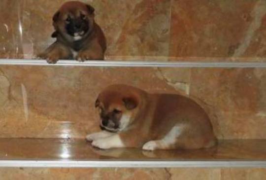 Shiba Inu, TOP štenci image 3