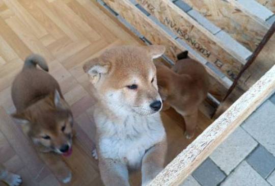 Šiba Inu štenci image 5