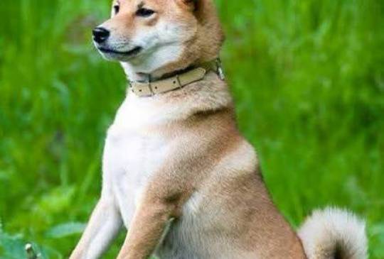 Shiba Inu, TOP štenci image 6