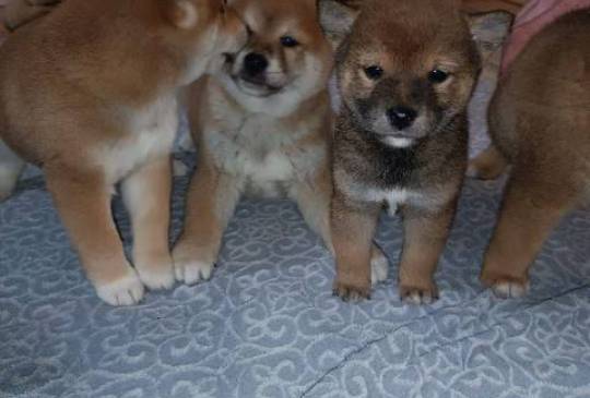 Šiba Inu štenci image 6
