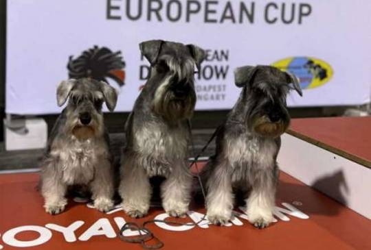 Patuljasti ŠNAUCERI biber so image 3