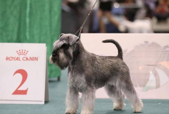 Patuljasti ŠNAUCERI biber so image 4