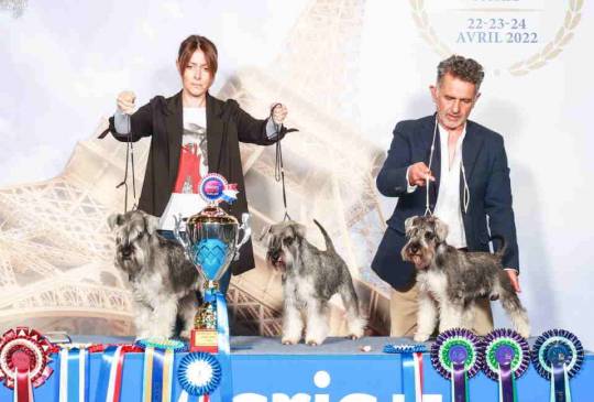 Patuljasti ŠNAUCERI biber so image 2