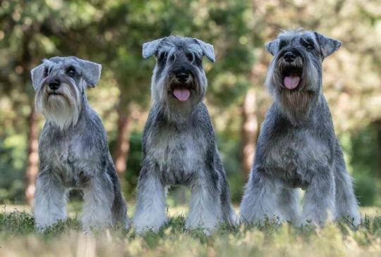 Patuljasti ŠNAUCERI biber so image 5