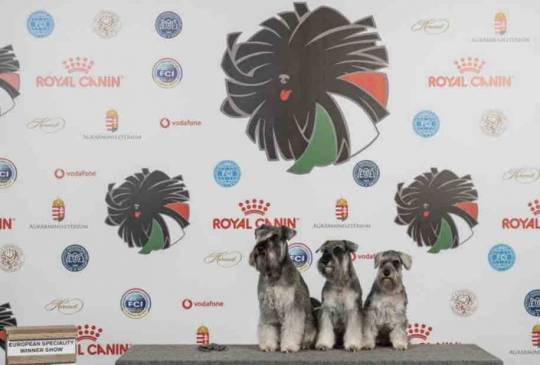 Patuljasti ŠNAUCERI biber so image 6