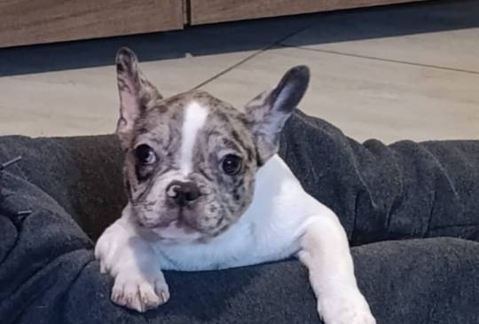 Stenad francuskog buldoga, dva muzjaka image 1