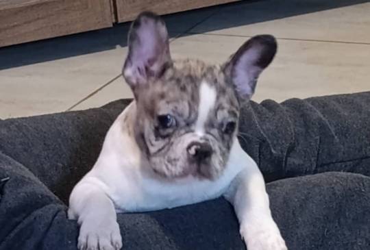 Stenad francuskog buldoga, dva muzjaka image 2