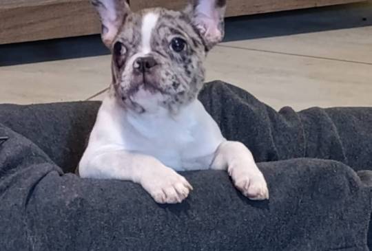 Stenad francuskog buldoga, dva muzjaka image 3