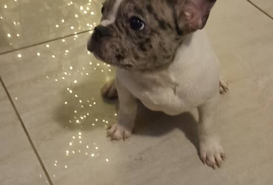 Stenad francuskog buldoga, dva muzjaka image 4