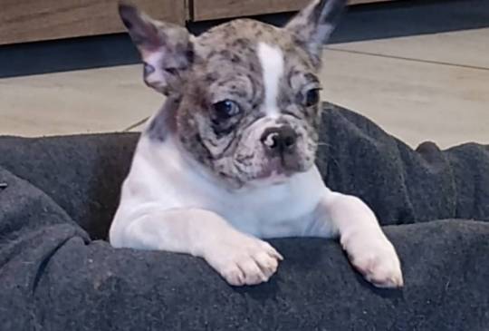 Stenad francuskog buldoga, dva muzjaka image 5