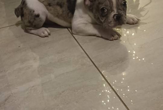 Stenad francuskog buldoga, dva muzjaka image 6