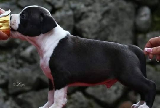 Američki staford terijer prelepi štenci image 2