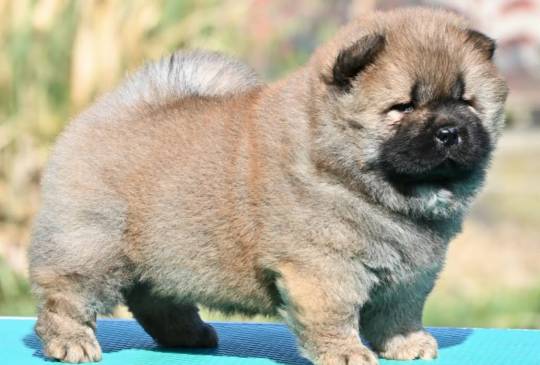 Chow Chow Cau Cau Čau Čau image 1