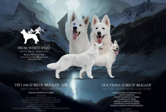 Beli švajcarski ovčar štenci image 1