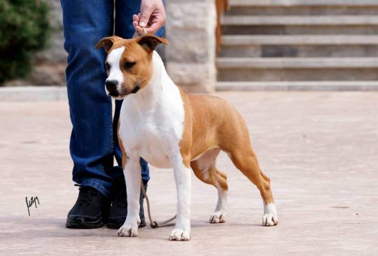 Američki staford terijer prelepi štenci image 5