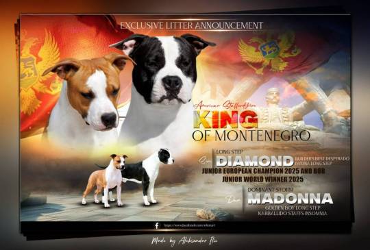 Američki staford terijer prelepi štenci image 1