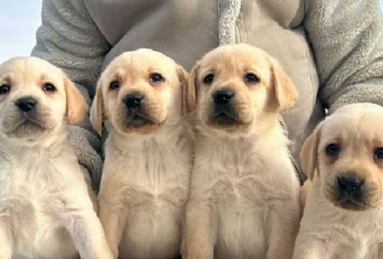 Labrador retriver image 1