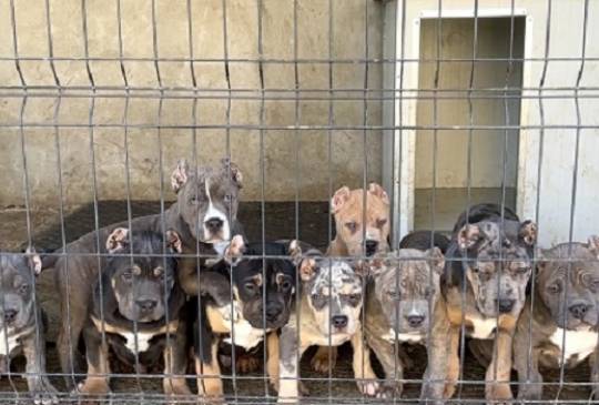 American bully XL / XXL image 1