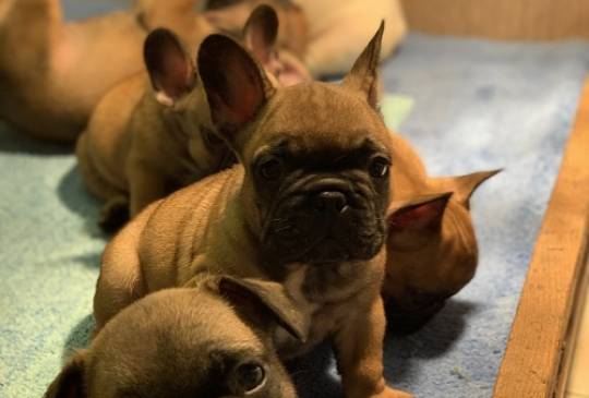 Francuski buldog "Od kuce don" image 1