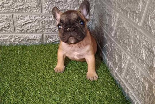 Francuski buldog image 1