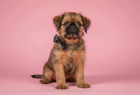 Briselski Grifon – vrhunsko muško štene image 1