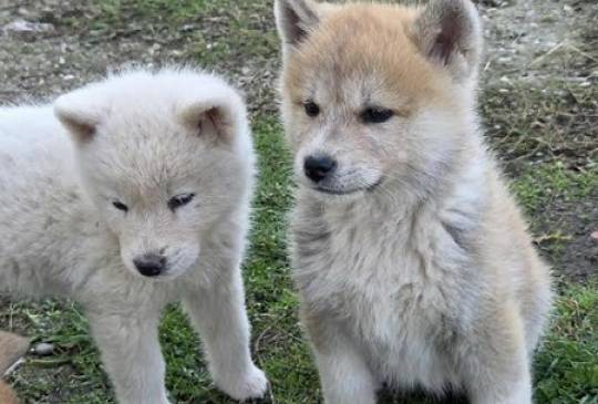 Japanska Akita, štenci image 1