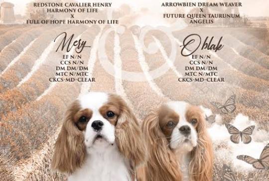 Kavalijer španijel kralja Čarlsa image 1