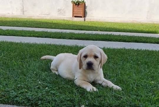 LABRADOR stenci image 1