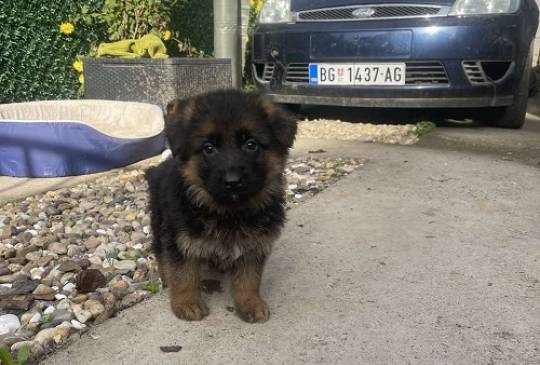 Nemački ovčar image 1