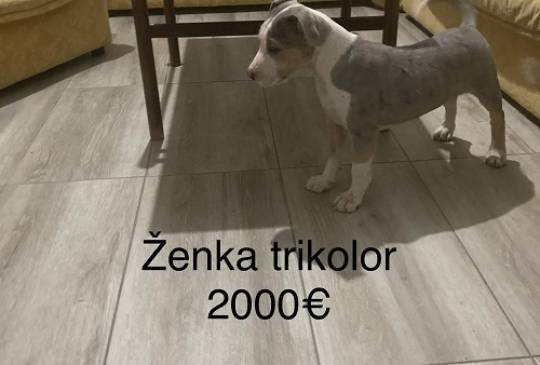 Pit bull terijer image 1
