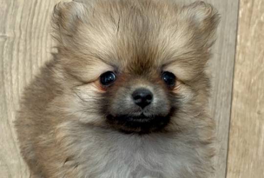 Pomeranac, prelepi štenci image 1