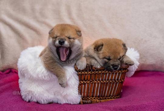 Šiba Inu štenci image 1