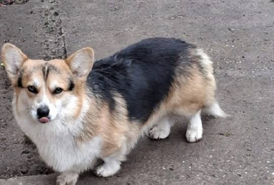 Velški Korgi, star 18 meseci image 1