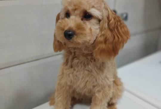 Ženkice toy pudle image 4