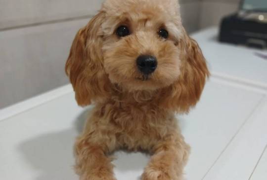 Ženkice toy pudle image 1