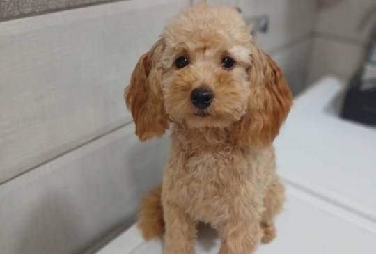 Ženkice toy pudle image 5