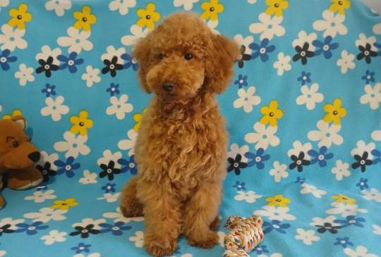 Mužijak patuljaste pudle image 2